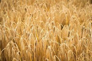 campo de trigo dorado para la temporada de cosecha foto