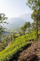 plantaciones de té en las montañas munnar