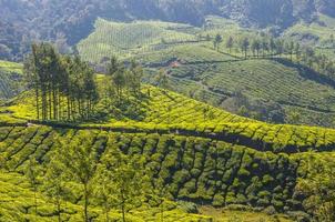Tea plantations in Munnar mountains photo
