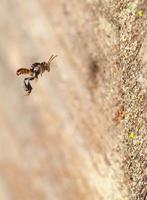 Stingless bee living in metal hole close up photo