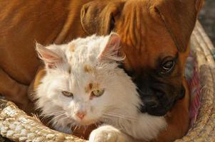 Like cats and dogs photo