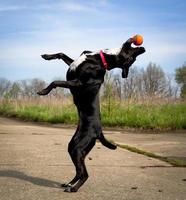 Black dog on hind legs reaching for orange ball photo