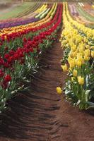 hileras de tulipanes