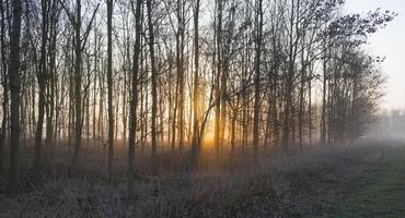 Sunrise in a foggy forest in winter photo