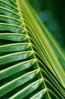 Palm Leaf Background Texture photo