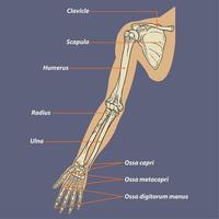 diagrama de anatomía esquelética del brazo humano