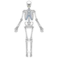 vista frontal del esqueleto humano