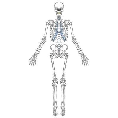 Sketch Human Biology Skeleton System Diagram 27566576 Vector Art at Vecteezy