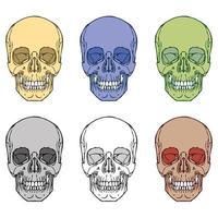 Human Skull  vector