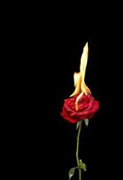 Concept, Red rose burning with hot flames isolated photo