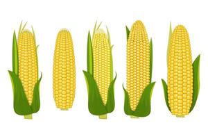 vector de maíz sobre fondo blanco