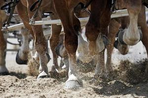 Draft Horse Hooves in Action photo