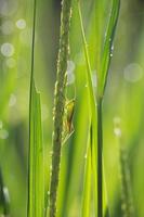 Grasshopper in Crop Rice photo