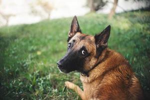 Belgian Shepherd Dog, portrait photo
