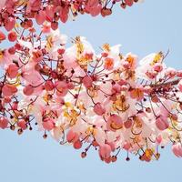 árbol de deseos, showe rosa, cassia bakeriana craib