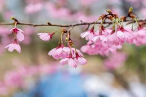 cherry blossom photo