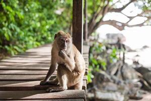 Sitting monkey photo