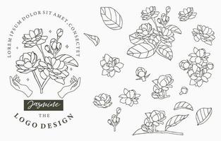 Outline style Jasmine flowers and leaves set vector