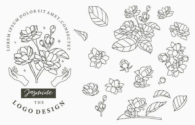 Jasmine Flower Vector Art, Icons, and Graphics for Free Download