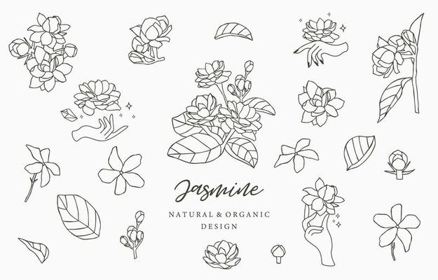 Jasmine Flower Vector Art, Icons, and Graphics for Free Download