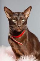 Oriental shorthair cat. Dark brown. Siamese breed.