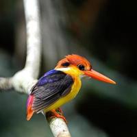 Black-backed Kingfisher photo