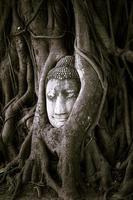 Buddha head in tree