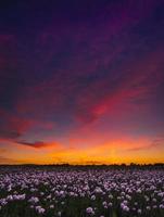 Thousands of white poppies under red skies photo