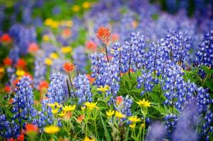 Heliotrope Ridge Wildflowers. photo