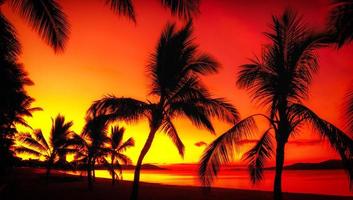 siluetas de palmeras en una playa tropical al atardecer