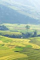 campos de arroz en terrazas de mu cang chai foto