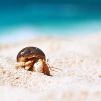 Hermit crab at beach photo