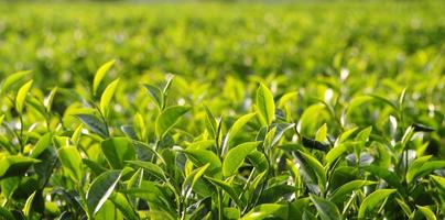 plantación de té