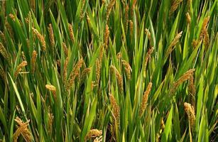 campo verde con orejas de primer plano de arroz