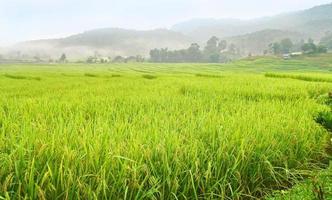 campo de arroz en terrazas, Tailandia foto