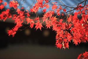 autumn red leaves in japan kyoto photo