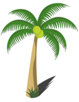 Kokosnussbaum png