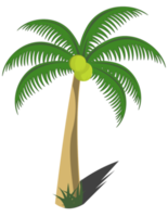 coconut tree png