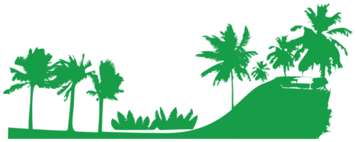 Palm Trees png