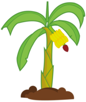 Palm Tree png