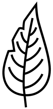 blad png