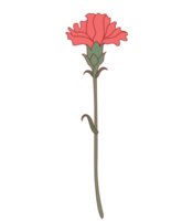 fleur oeillet png