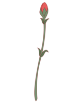 Carnation flower png