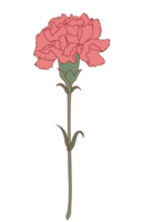 Carnation flower png