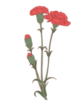 flor de clavel png