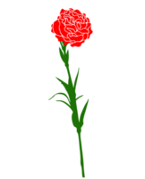 flor de clavel png