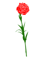 Carnation flower png