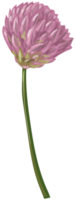 blomma png