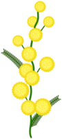 mimosa blomma png