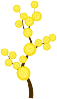 fiore di mimosa png